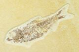 Diplomystus & Knightia Fossil Fish Association - Wyoming #136863-2